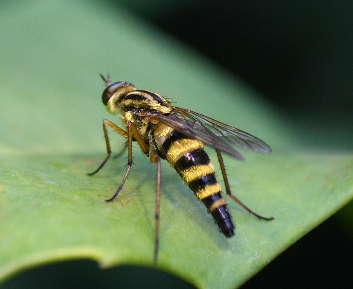 Thereva aurata   da confermare